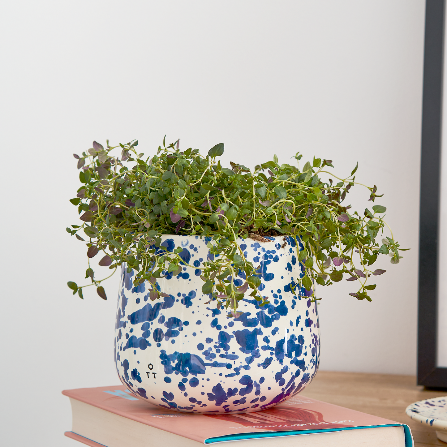 Indoor Planter Blueberry