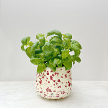 Load image into Gallery viewer, Indoor Planter Cranberry
